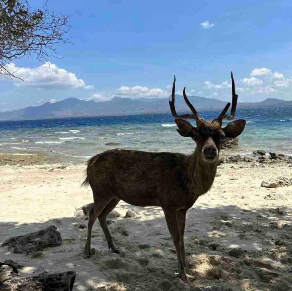 Deer standing on the beach at Menjangan Island in West Bali National Park