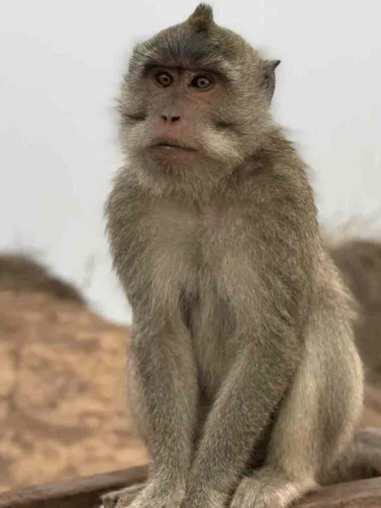 Monkey sitting near the summit trail of Mount Batur volcano in Bali