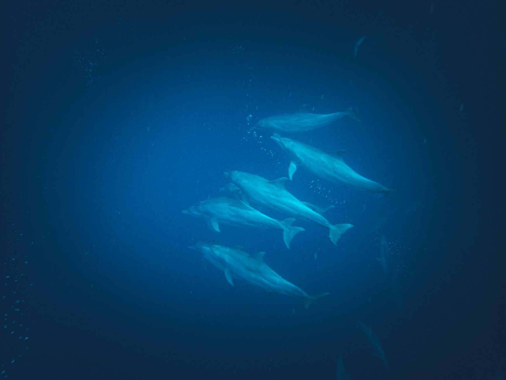 Underwater view of wild dolphins swimming in the crystal-clear waters of Mauritius.
