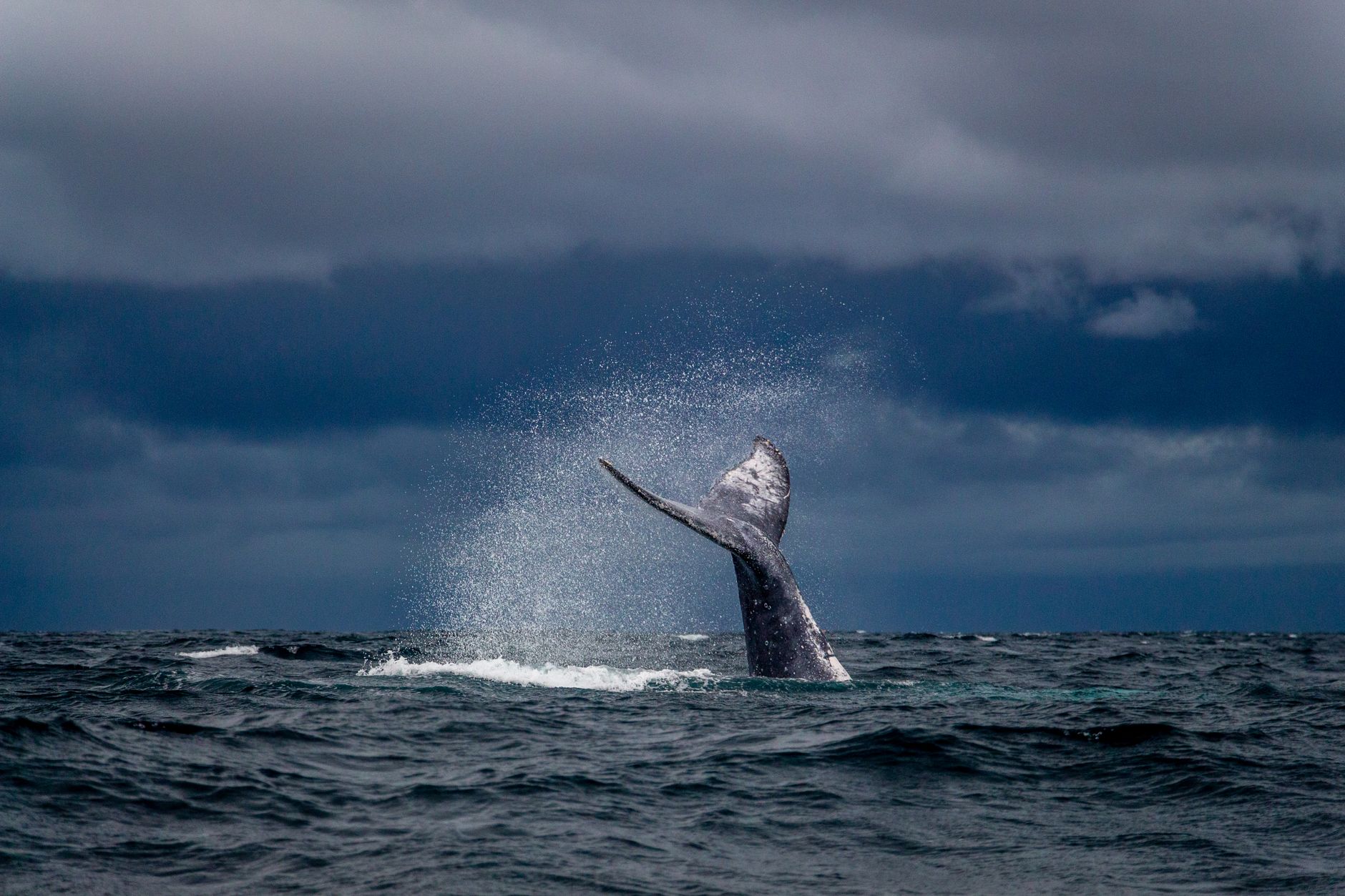 Tail fluke of a humpback whale disappearing beneath the surface off the west coast of Mauritius.