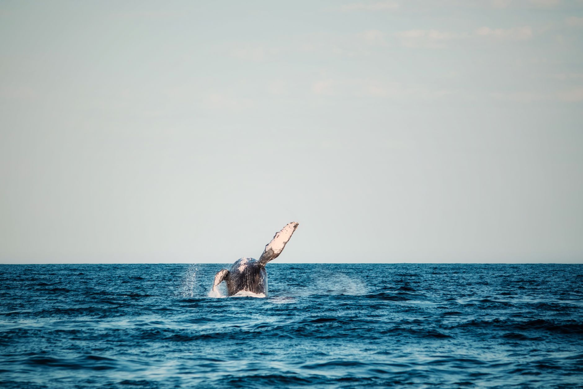Humpback whale breaching above the ocean during a whale watching tour in Mauritius.