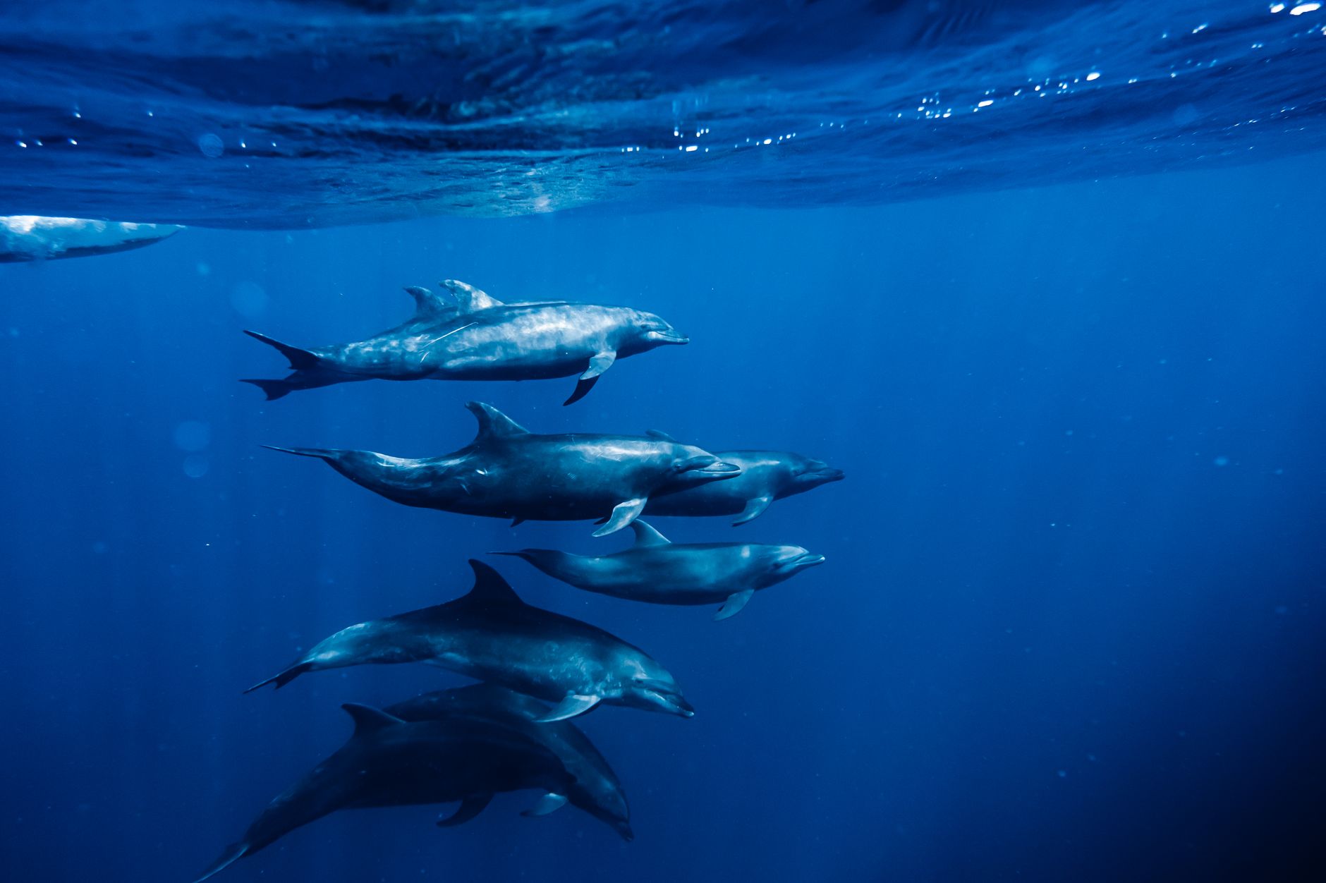 Bottlenose dolphins swimming freely in the Indian Ocean near Mauritius.