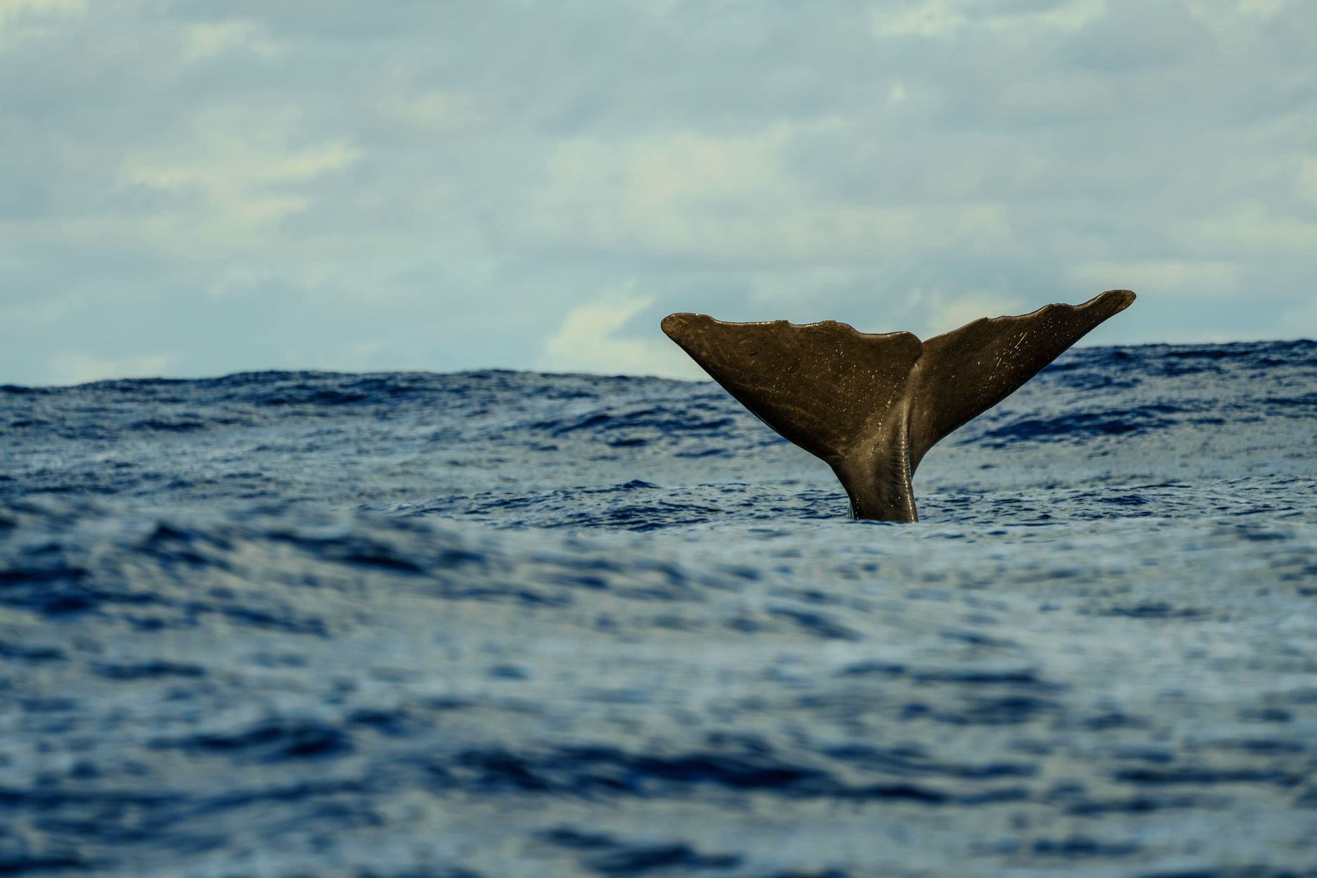 Tail of a sperm whale disappearing beneath the surface during a whale watching tour in Mauritius.