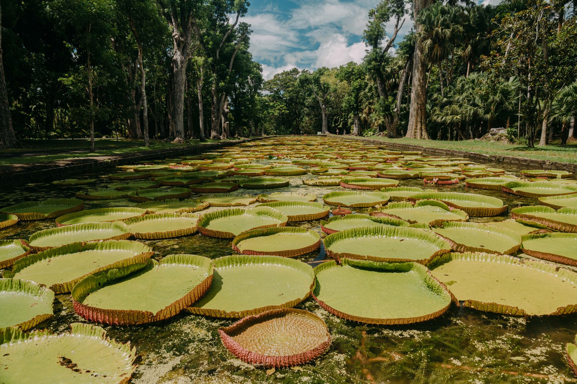 Giant Victoria water lilies at Sir Seewoosagur Ramgoolam Botanical Garden in Mauritius.