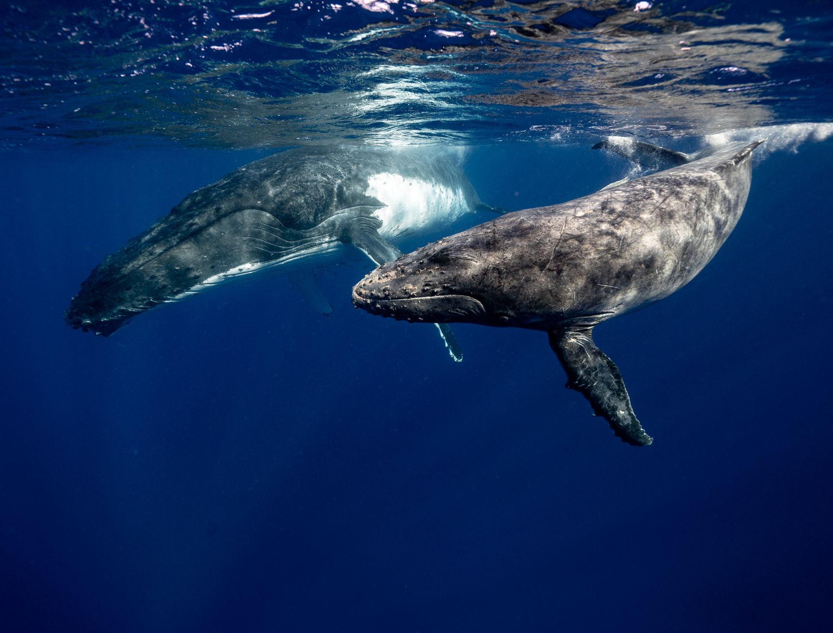 Two humpback whales swimming beneath the surface of the Indian Ocean near Mauritius.