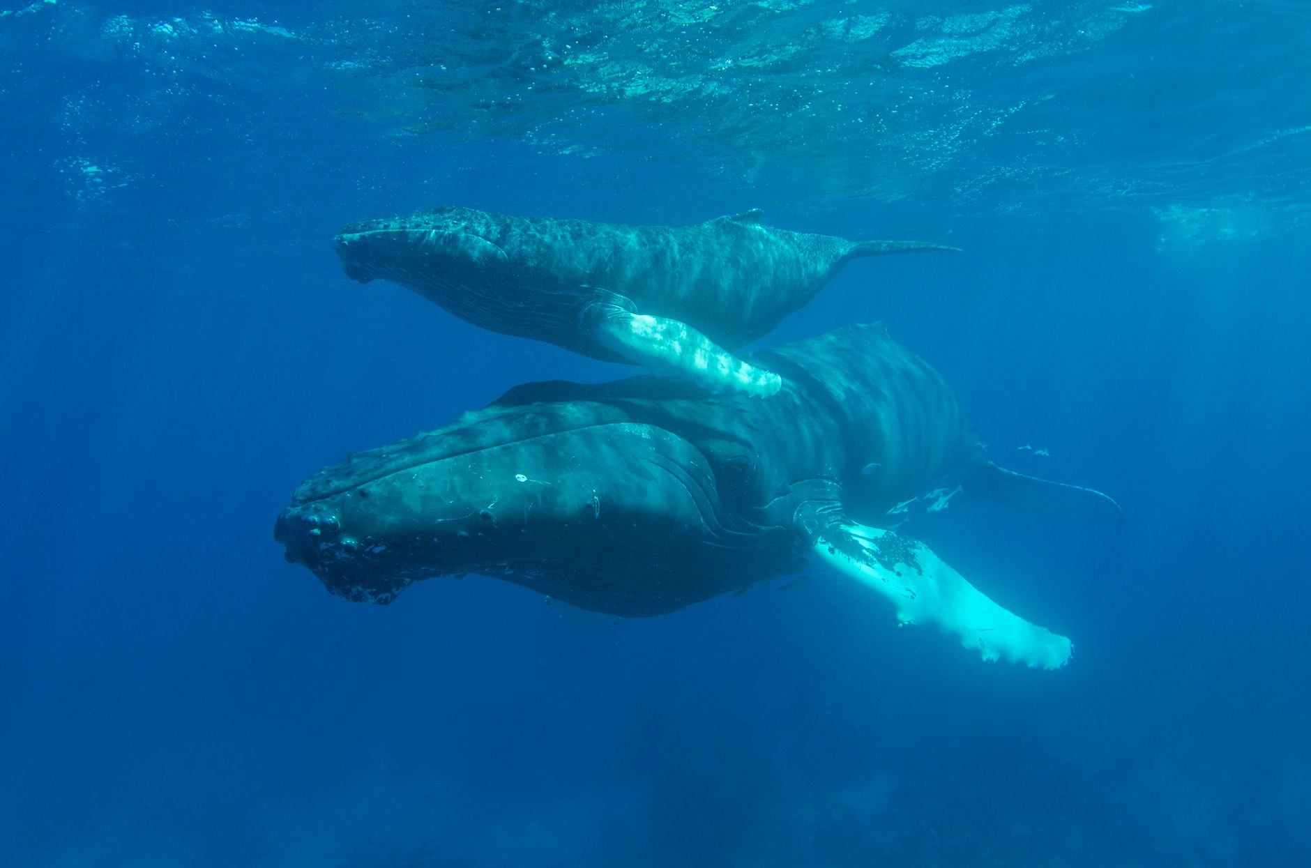 Underwater view of a mother humpback whale swimming closely beside her calf in Mauritius.