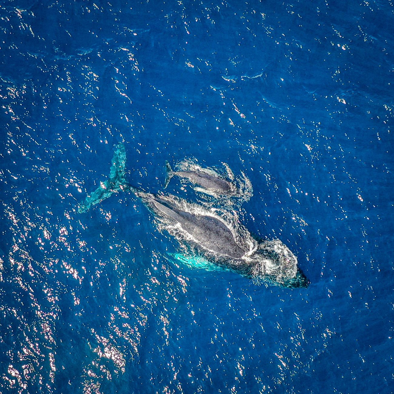 Aerial view of a humpback whale swimming alongside her calf in the clear blue waters off Mauritius.