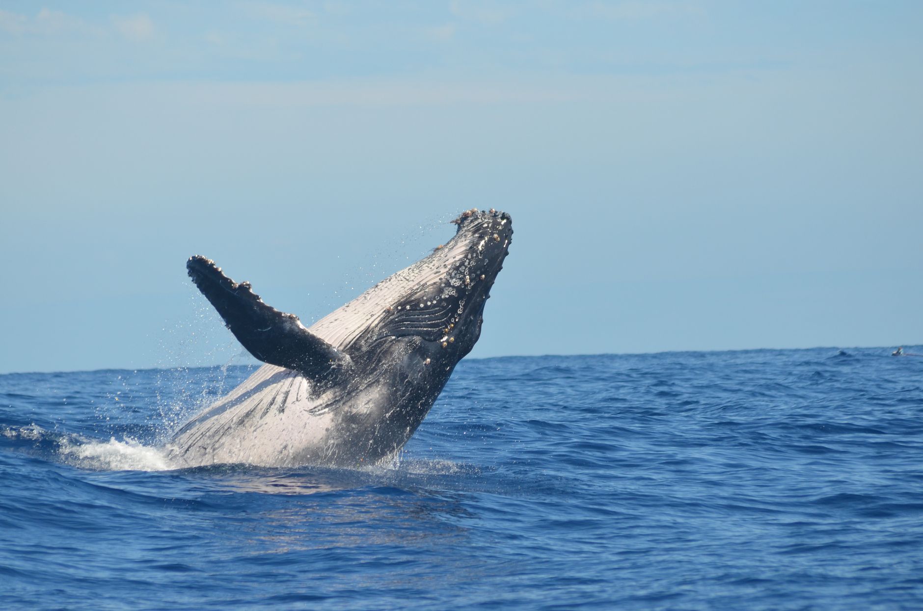 Humpback whale breaching off the west coast of Mauritius during whale watching season.