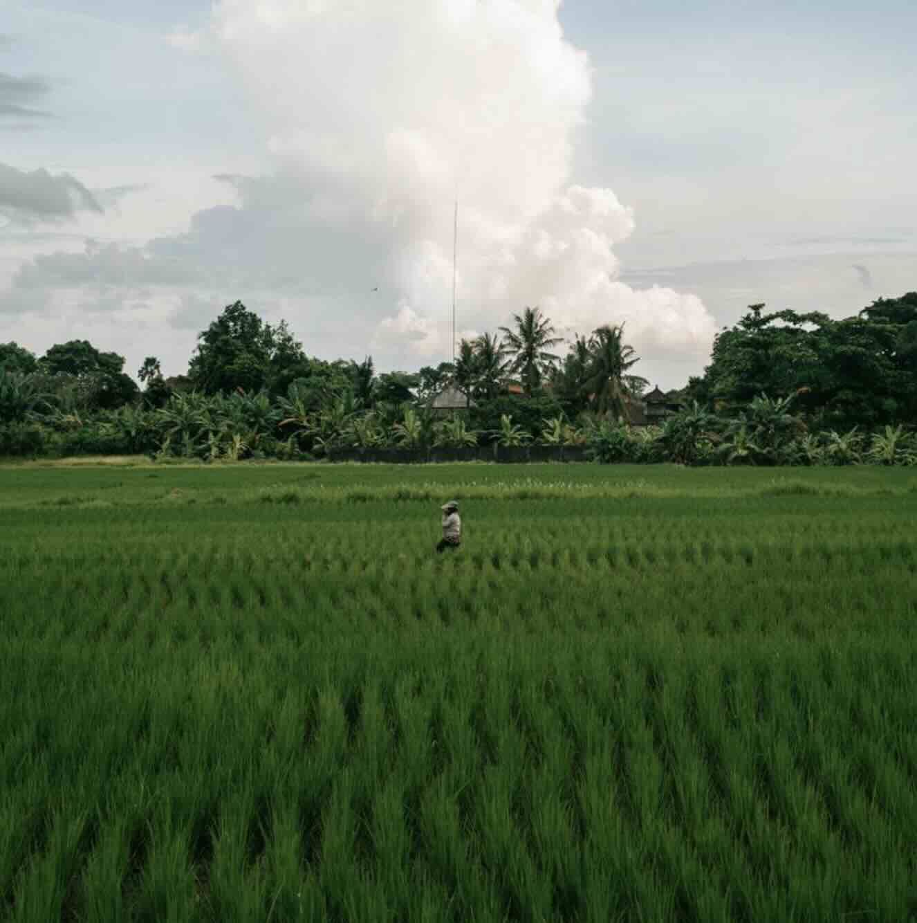 Green rice fields and village scenery during a rice field walk in Sidemen, Bali
