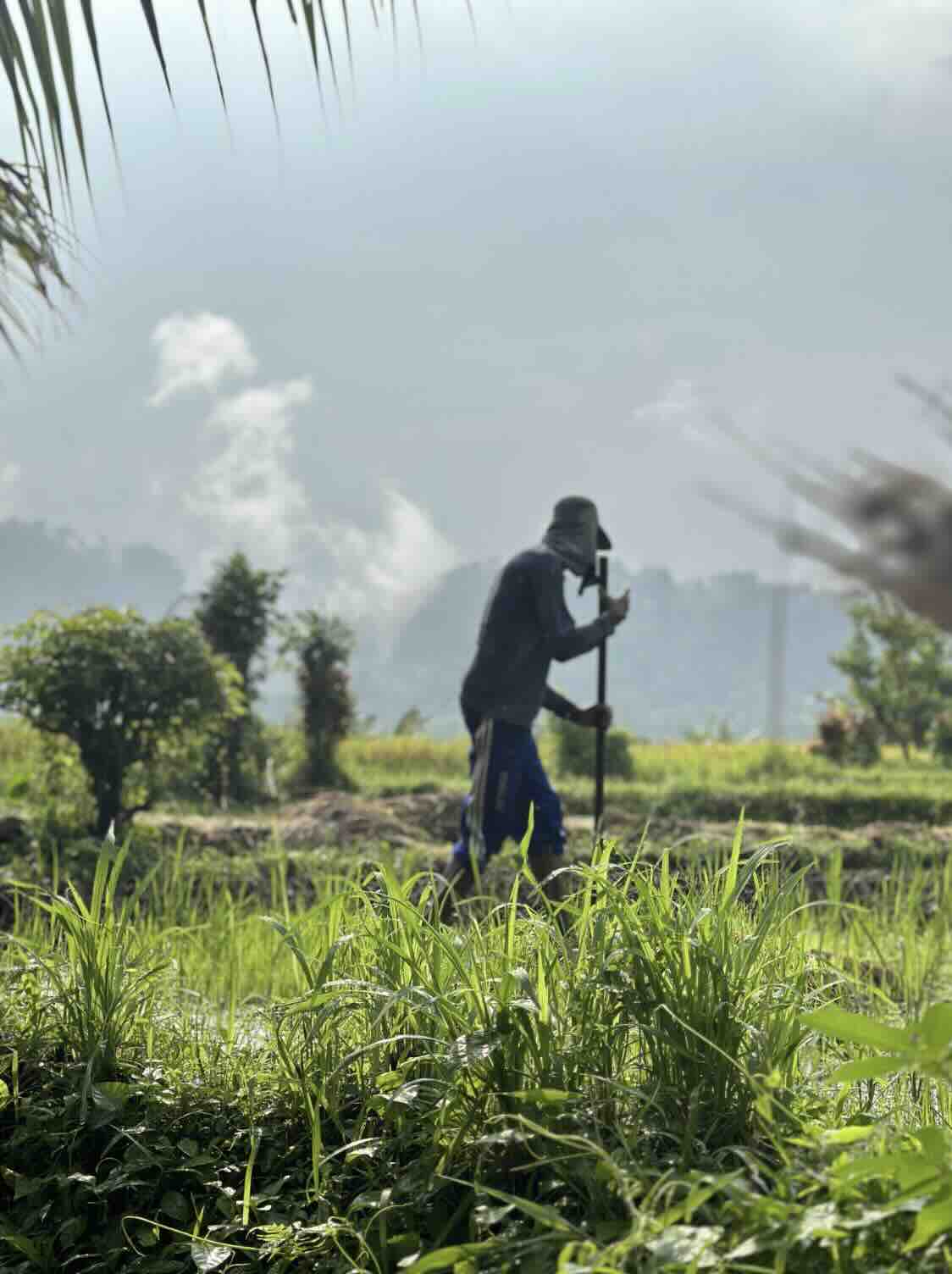 Farmer working in the rice fields with mountain views in Sidemen, Bali