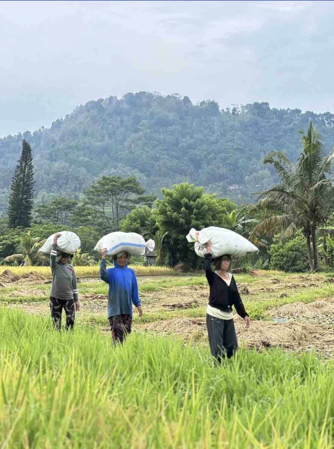 Local farmers walking through green rice fields in Sidemen, Bali