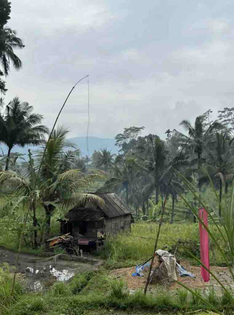 Traditional village landscape with palm trees and rice fields in Sidemen, Bali