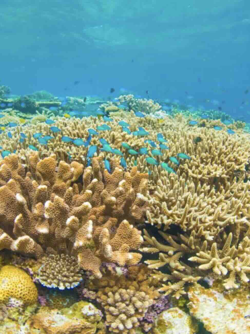 Colorful coral reef on seabed with fish swimming around it in Indonesia