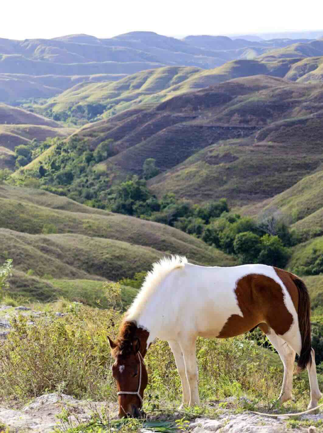 Horse grazing in the rolling hills of East Sumba, surrounded by wide open landscapes and valleys.