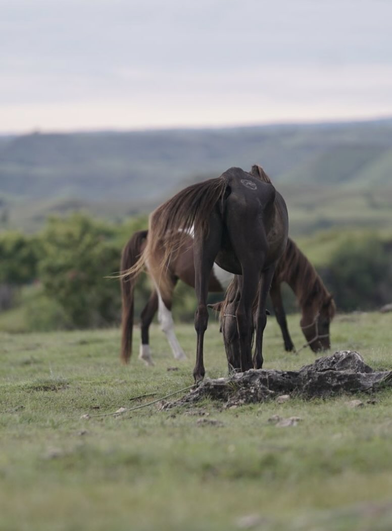Horses grazing in the open hills of North Sumba, one of the island’s most peaceful rural landscapes.