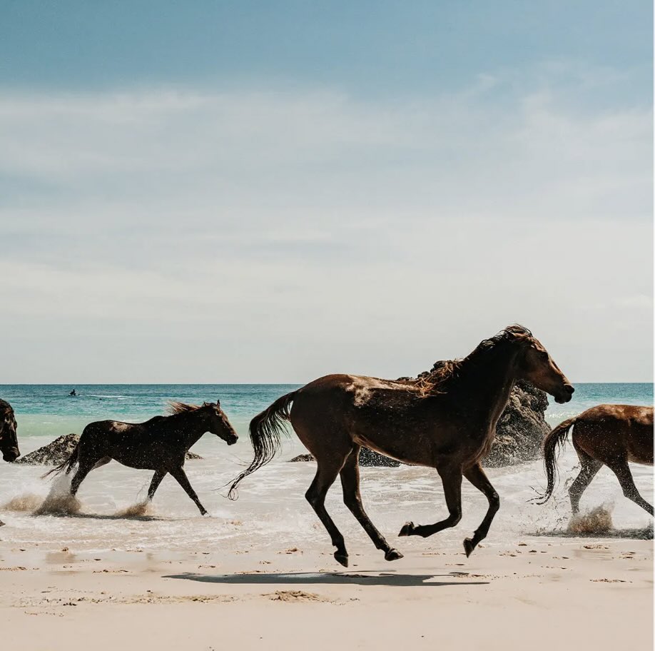 Wild horses running along a remote beach in Sumba, one of the island’s most iconic natural sights.