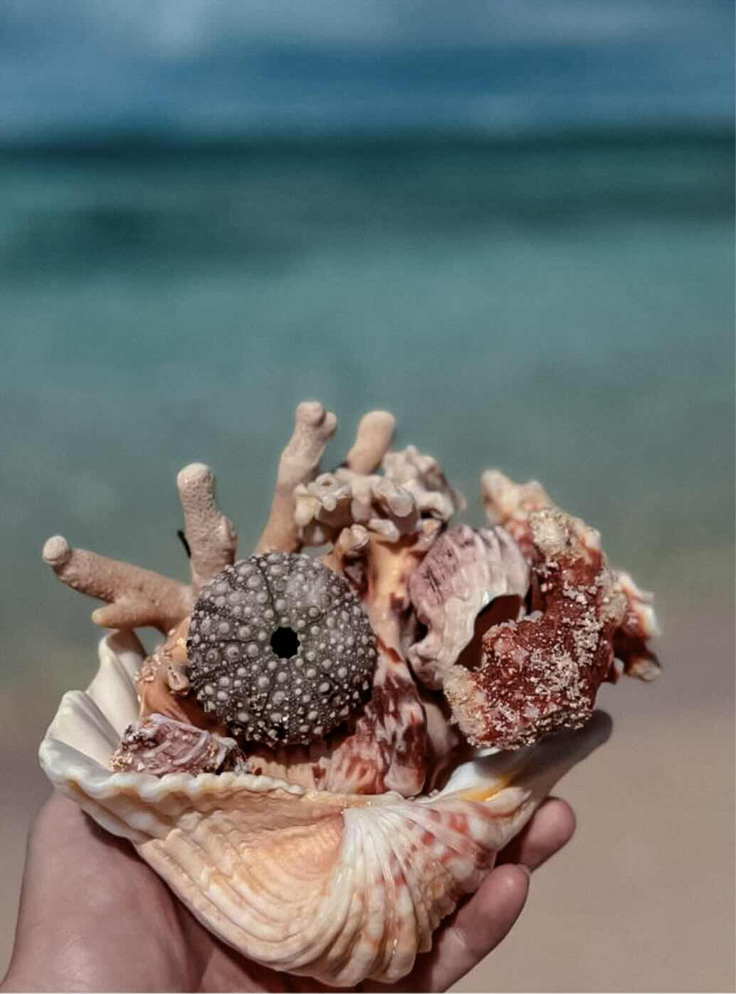Hand holding shells and sea treasures found along the wild beaches of South Sumba.