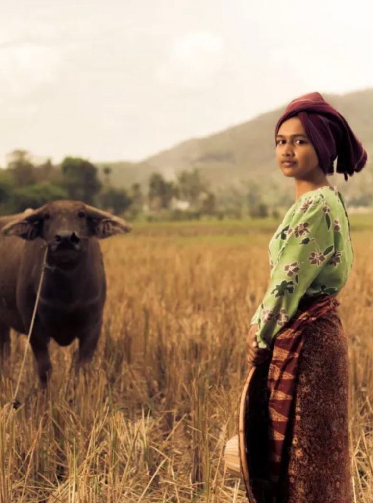 Sumbanese woman standing in a field with a buffalo, showing the rural culture and landscapes of Sumba.