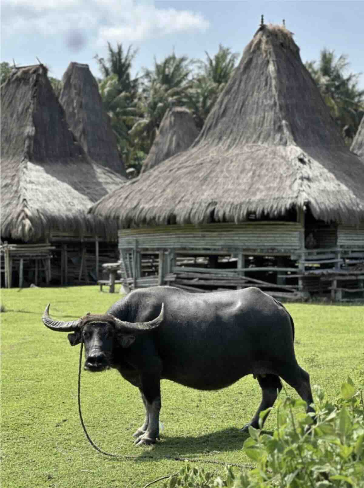 Traditional thatched houses and buffalo in a village in Sumba, Indonesia