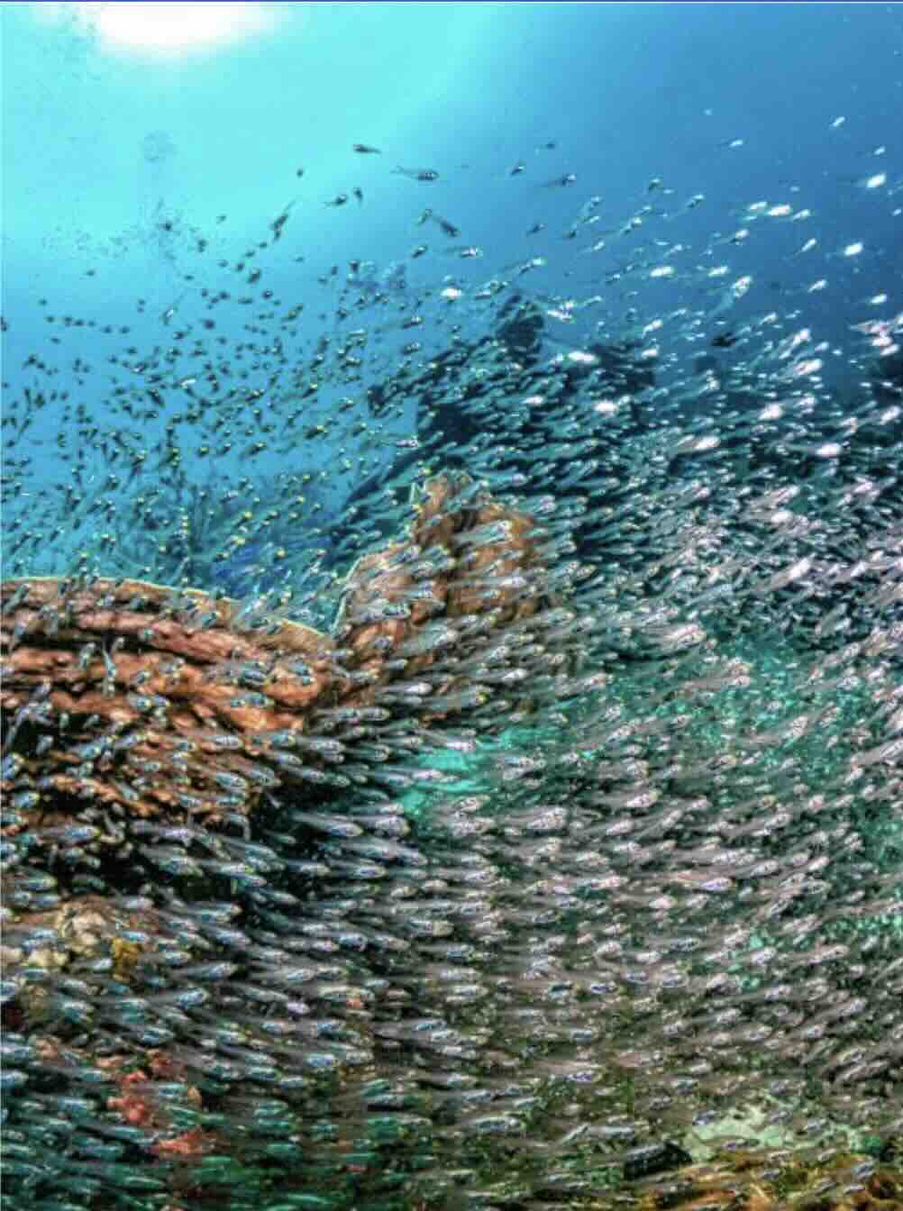 School of small fish swimming above coral reef near Tulamben, Bali