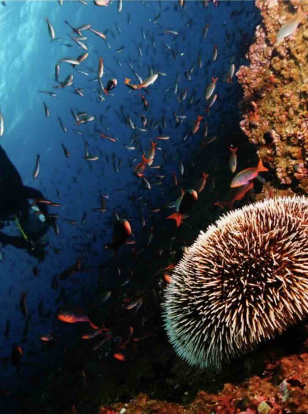 Colorful reef fish and coral wall during a dive near Tulamben, Bali