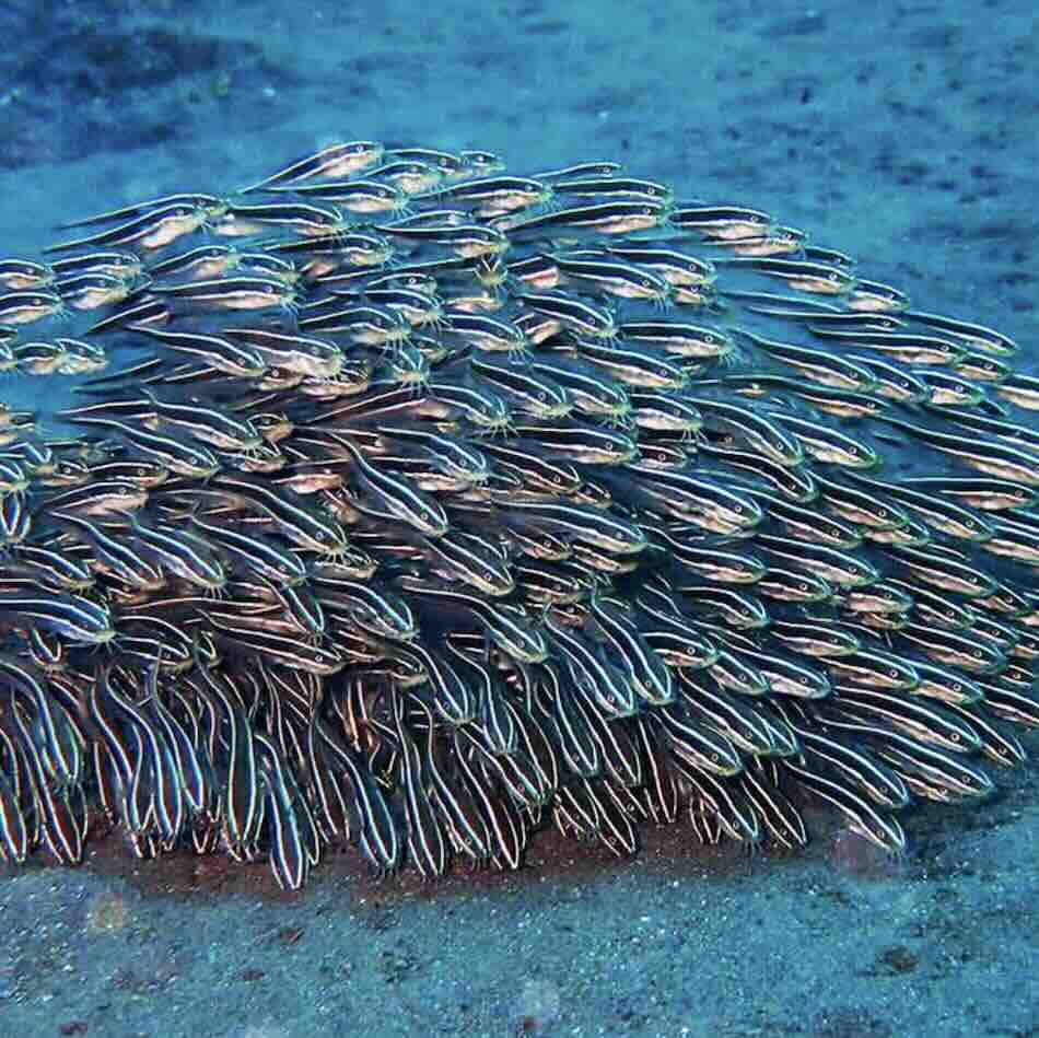 Large school of fish underwater at the Tulamben snorkeling area near Amed, Bali