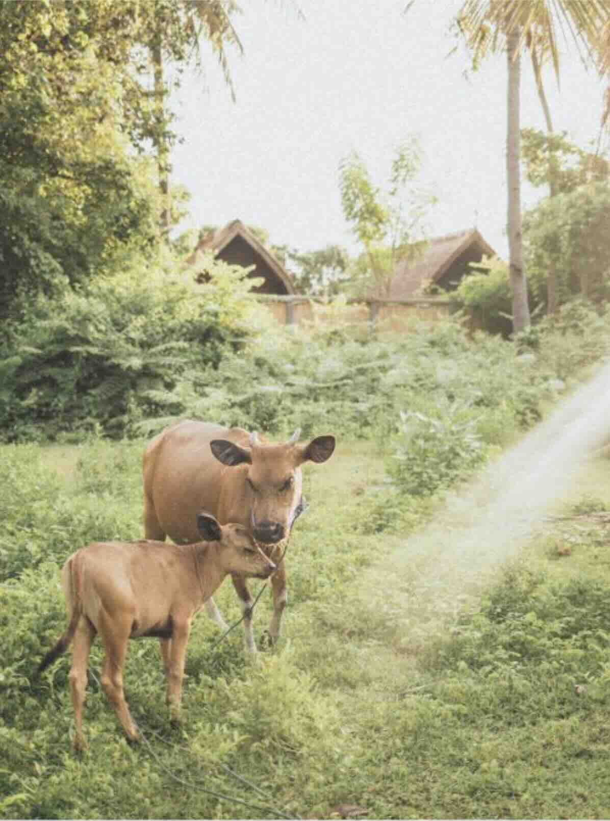 Cows in a quiet traditional village setting in Sumba, Indonesia