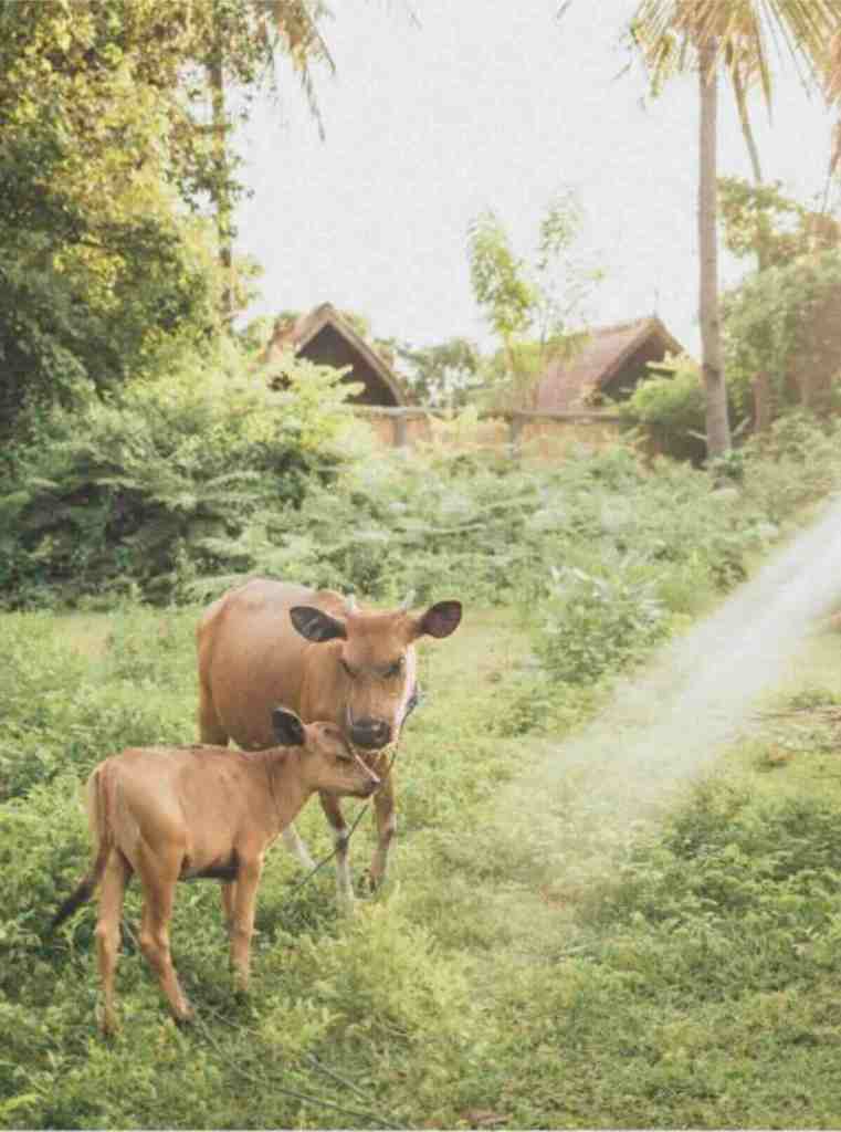Cows in a quiet traditional village setting in Sumba, Indonesia
