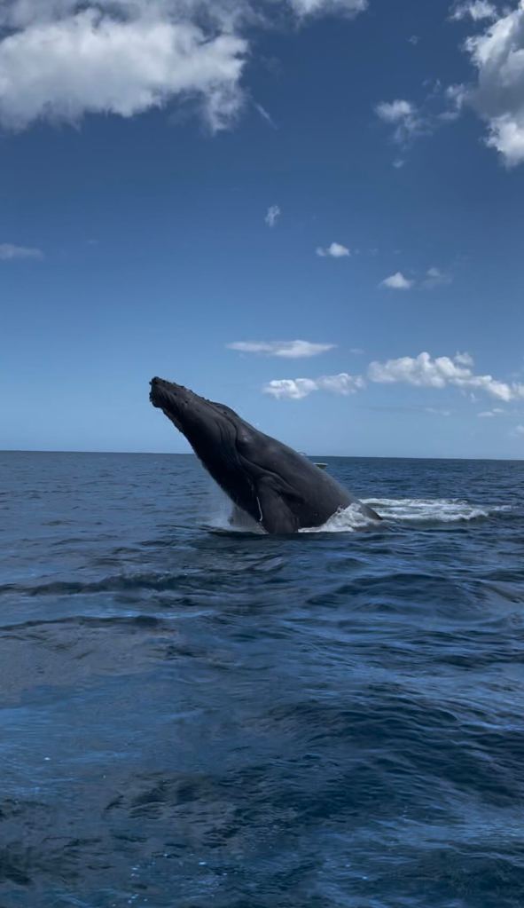 Whale surfacing during a whale watching boat tour in Mauritius.
