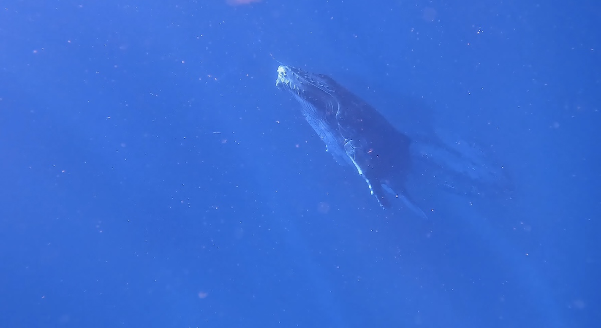 Underwater view of a baby sperm whale swimming through the deep blue waters off Mauritius.