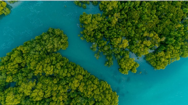 Aerial view of mangroves and turquoise water in Rote Island