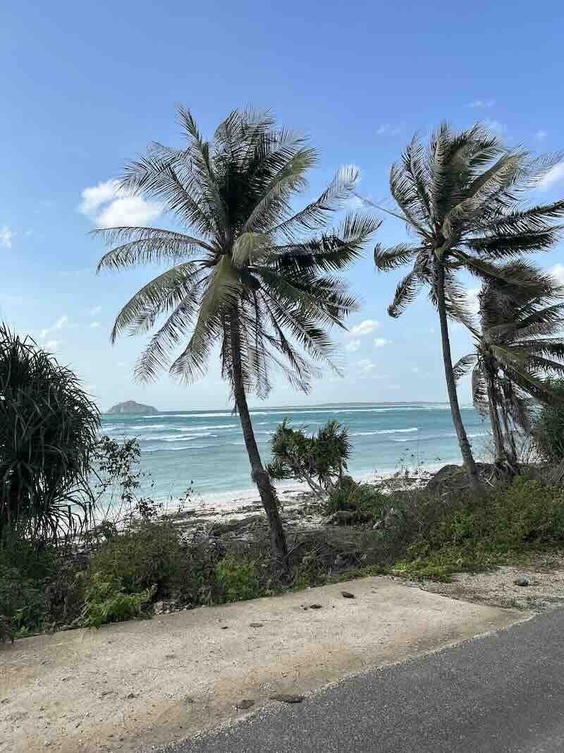 Palm trees overlooking the ocean near Nemberala in Rote Island