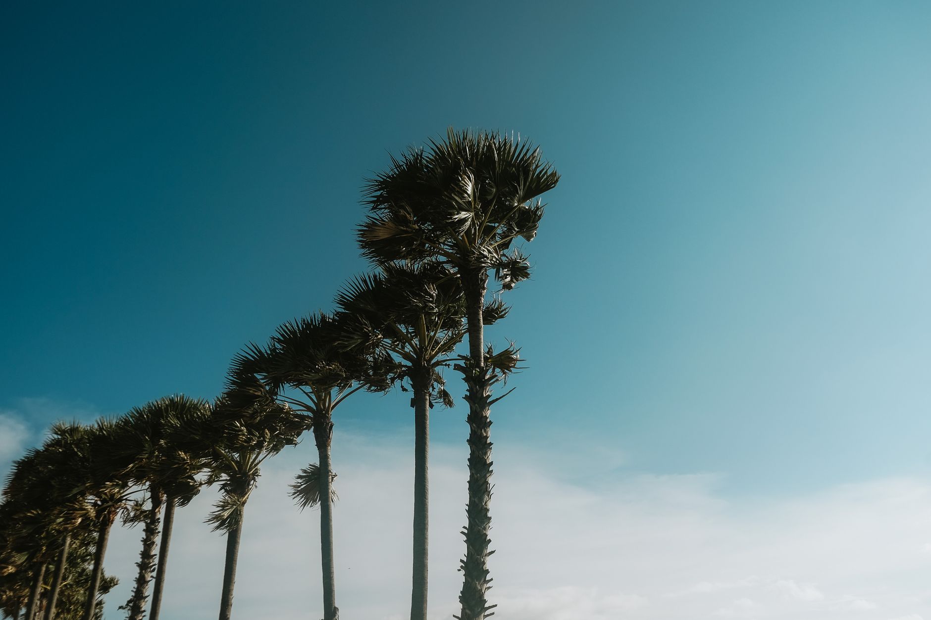 Tall lontar palm trees against the sky in Rote Island, Indonesia