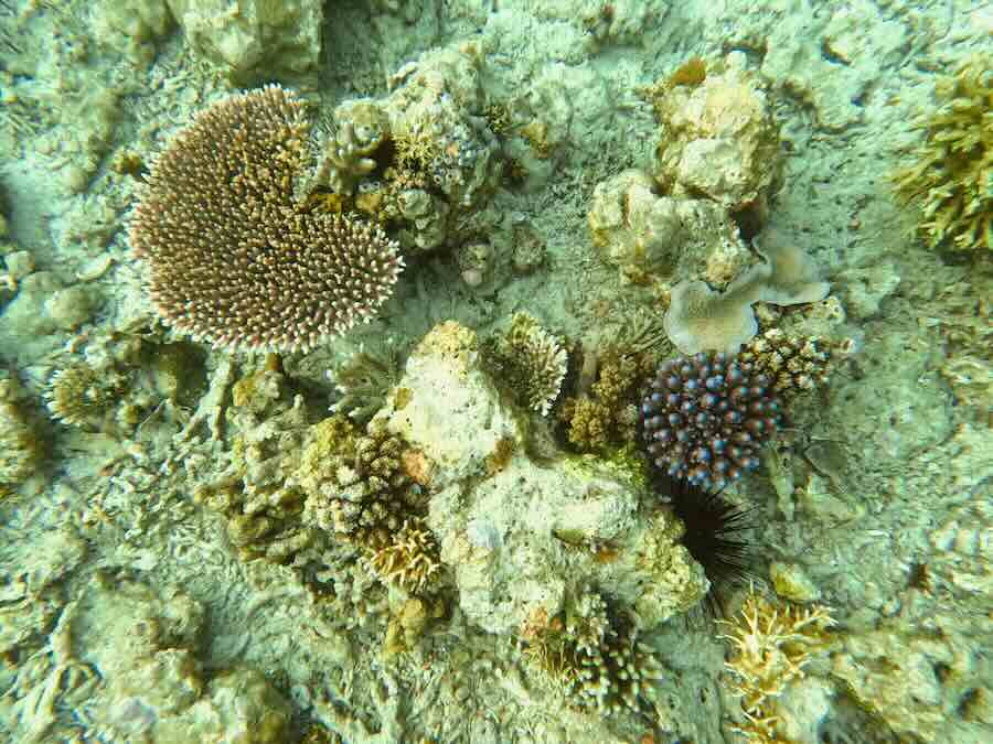 Shallow coral reef with varied hard corals in the waters around Sebayur Island.